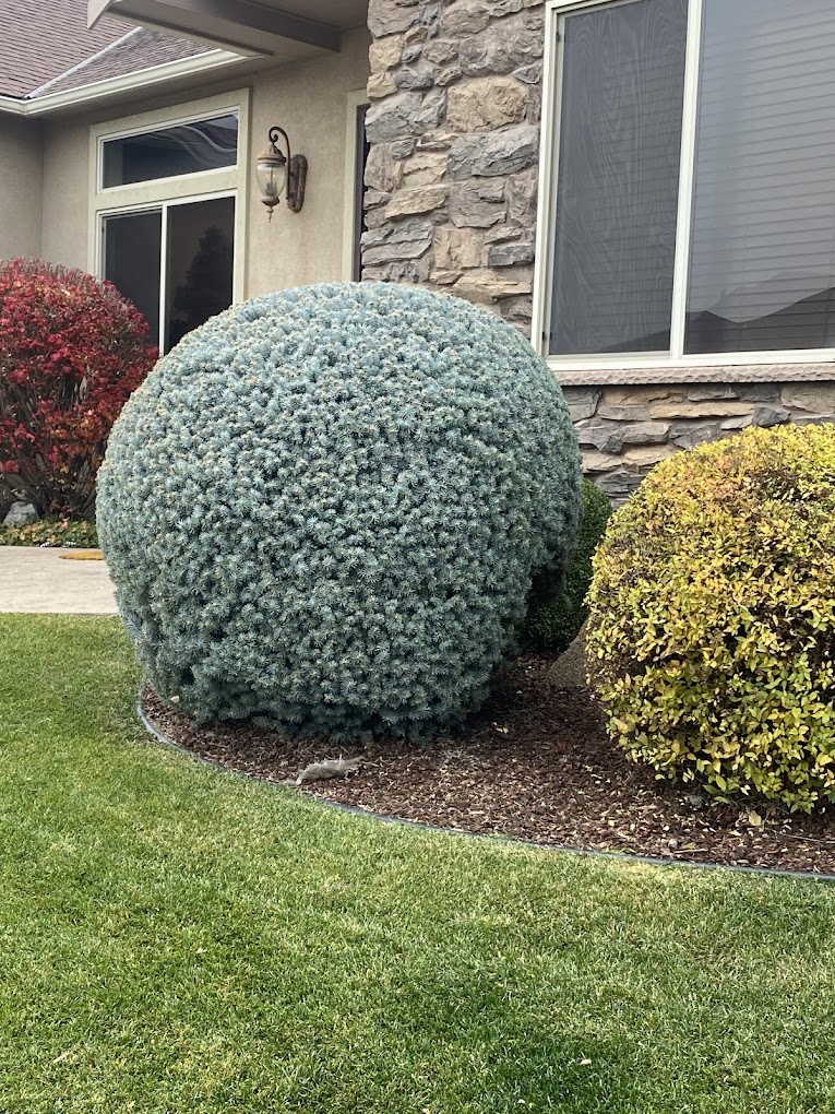 Ornamental Shrubs