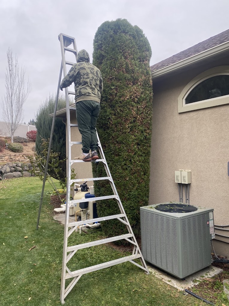 Tall Tree Trimming